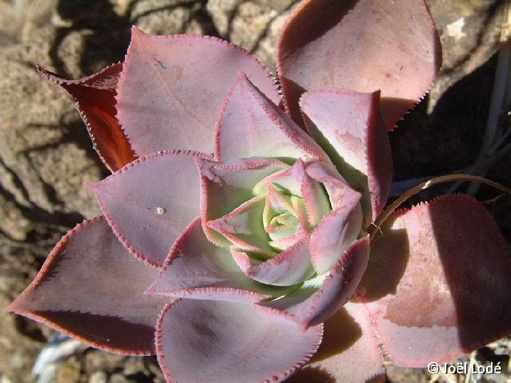 Aeonium percarneum S. Bartolome de Tirajana Gran Canaria JLcoll.088